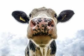 Deshi Shahi Cow