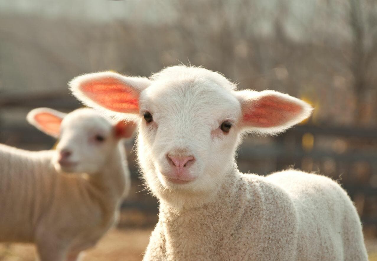 Deshi White Sheep